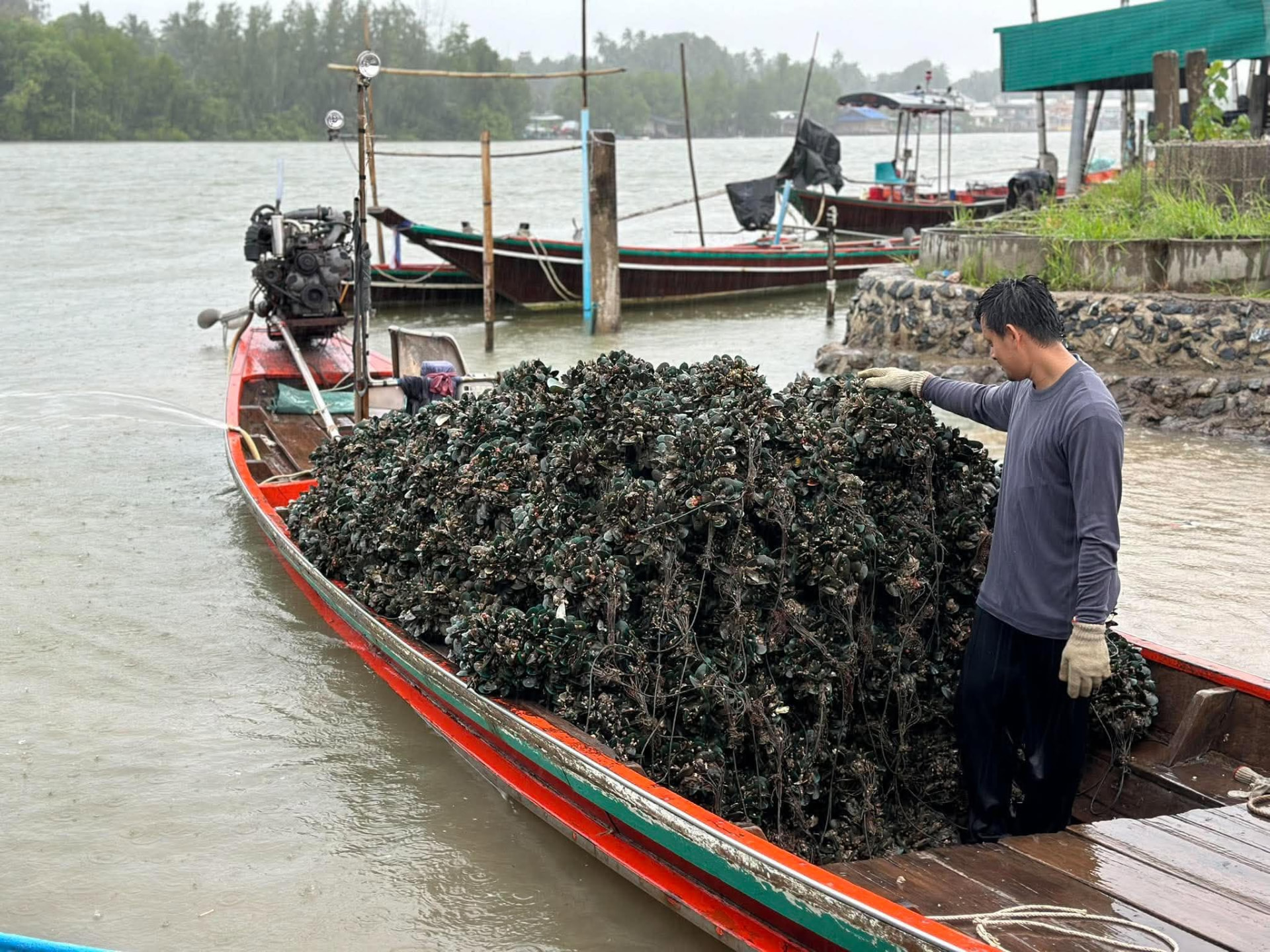 ทีมงานฟาร์มขนหอยนางรมขึ้นท่าเรือ